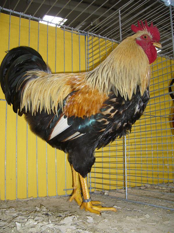 Hannover 2008 254.jpg - Welsumer orangefrabig von ZG Tote Preis HV 96 MB